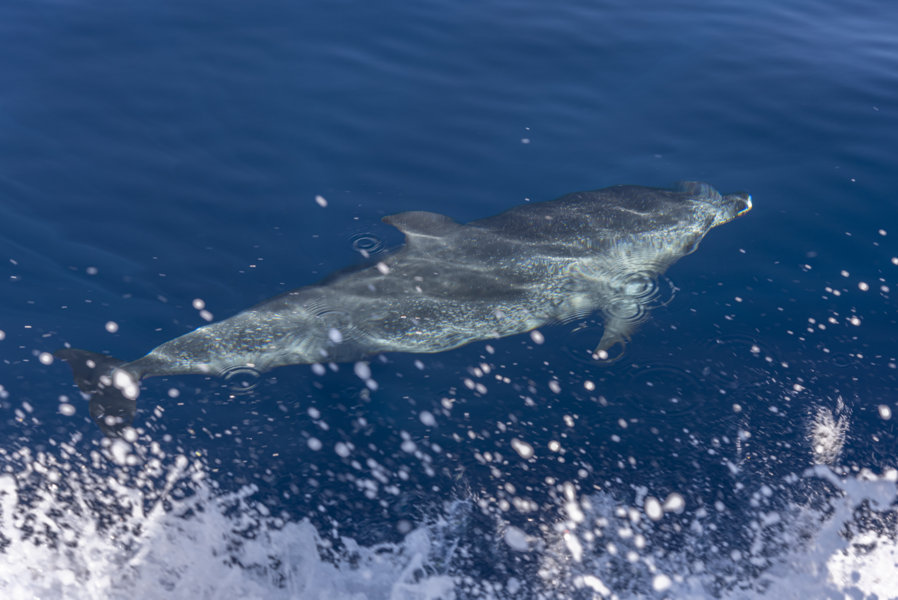 Delfin Moteado - Tenerife - islas Canarias - España 04 .jpg